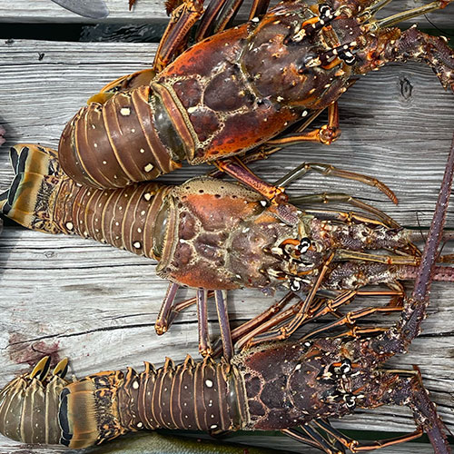 Bahamian Lobster Dive